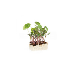 ZORRI CRESS 50G